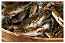 Wholesale Crab Meat