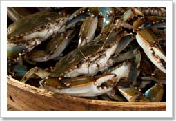 Blue Crabs